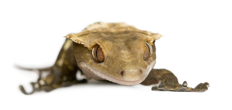 New Caledonian Crested Gecko, Rhacodactylus ciliatus
