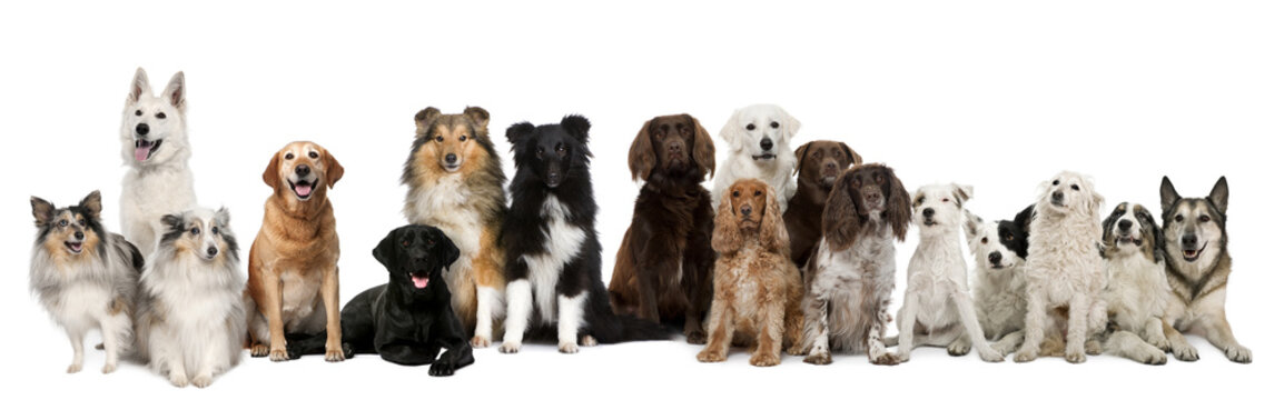 Group of dogs sitting against white background
