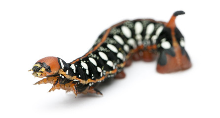 Spurge Hawk, Hyles Euphorbiae, caterpillar