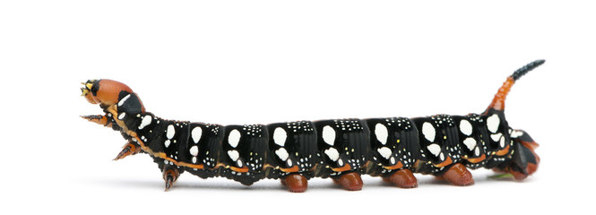 Spurge Hawk, Hyles Euphorbiae, caterpillar