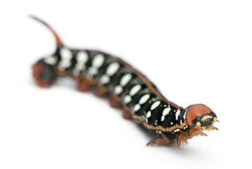 Spurge Hawk, Hyles Euphorbiae, caterpillar