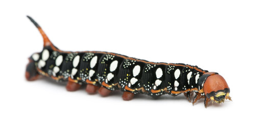 Spurge Hawk, Hyles Euphorbiae