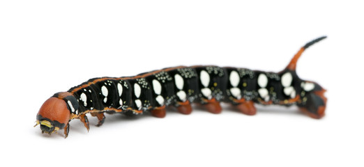 Spurge Hawk, Hyles Euphorbiae, caterpillar