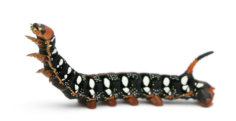 Spurge Hawk, Hyles Euphorbiae