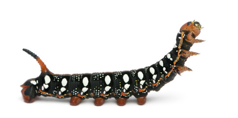 Spurge Hawk, Hyles Euphorbiae, caterpillar