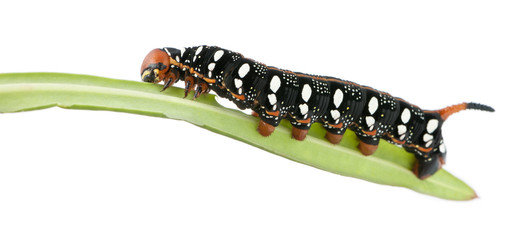 Spurge Hawk, Hyles Euphorbiae