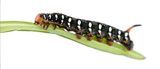 Spurge Hawk, Hyles Euphorbiae