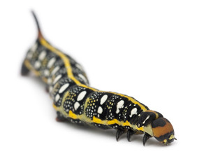 Spurge Hawk, Hyles Euphorbiae, caterpillar