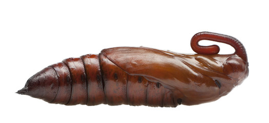 Pupa of Convolvulus Hawk-moth or Sweetpotato Hornworm