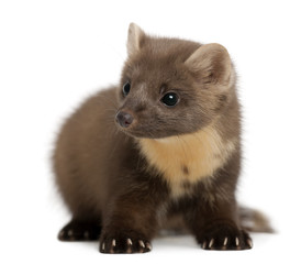 Fototapeta premium European Pine Marten or pine marten, Martes martes, 4 years old