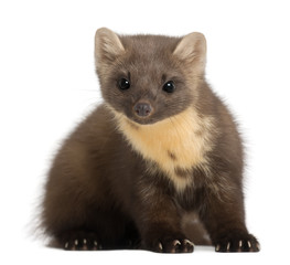 Fototapeta premium European Pine Marten or pine marten, Martes martes, 4 years old