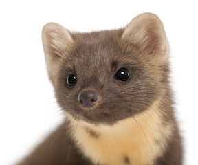 European Pine Marten or pine marten, Martes martes, 4 years old