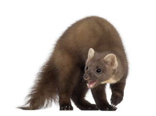 European Pine Marten or pine marten, Martes martes, 4 years old