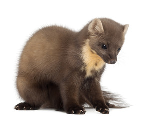 Obraz premium European Pine Marten or pine marten, Martes martes, 4 years old