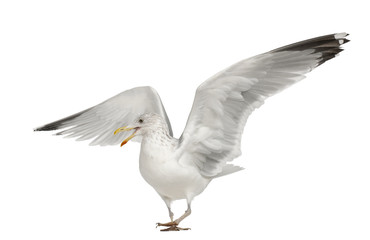 European Herring Gull, Larus argentatus, 4 years old