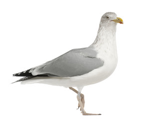 European Herring Gull, Larus argentatus, 4 years old, walking