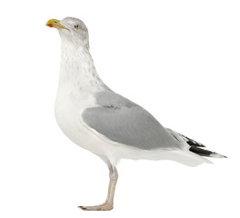 European Herring Gull, Larus argentatus, 4 years old