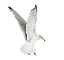 Fototapeta premium European Herring Gull, Larus argentatus, 4 years old, flying