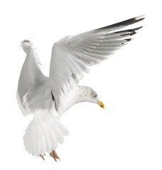 European Herring Gull, Larus argentatus, 4 years old, flying