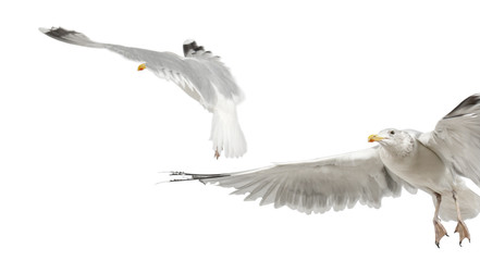 European Herring Gulls, Larus argentatus, 4 years old, flying