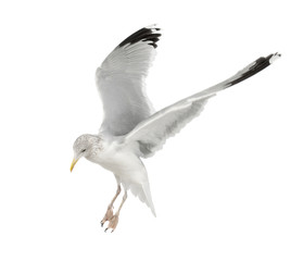 European Herring Gull, Larus argentatus, 4 years old, flying
