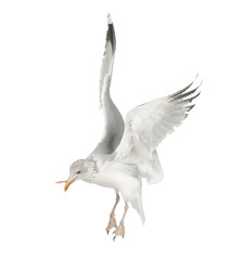 Obraz premium European Herring Gull, Larus argentatus, 4 years old, flying