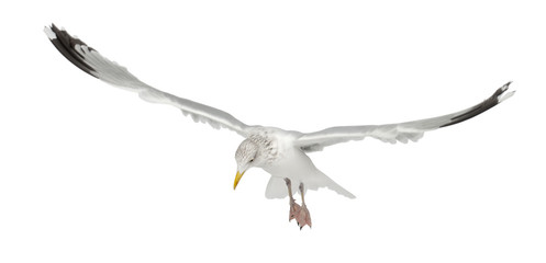European Herring Gull, Larus argentatus, 4 years old, flying © Eric Isselée