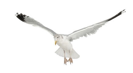 European Herring Gull, Larus argentatus, 4 years old, flying