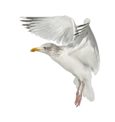European Herring Gull, Larus argentatus, 4 years old, flying