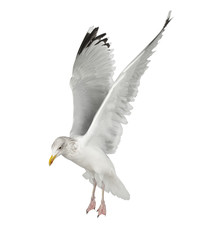 European Herring Gull, Larus argentatus, 4 years old, flying