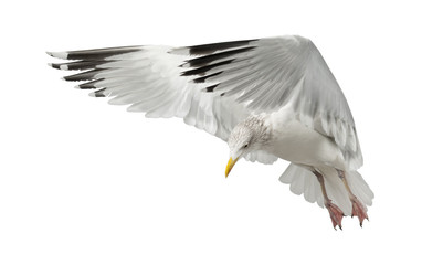 European Herring Gull, Larus argentatus, 4 years old, flying