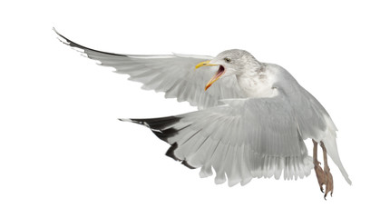 European Herring Gull, Larus argentatus, 4 years old, flying