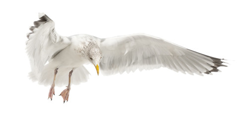 European Herring Gull, Larus argentatus, 4 years old, flying © Eric Isselée