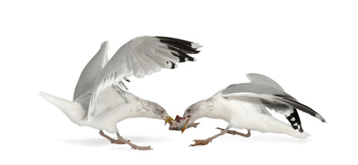 European Herring Gulls, Larus argentatus, 4 years old, fighting