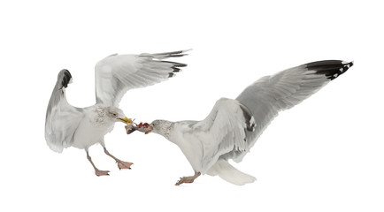 European Herring Gulls, Larus argentatus, 4 years old © Eric Isselée