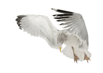 European Herring Gull, Larus argentatus, 4 years old, flying