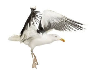 Great Black-backed Gull, Larus marinus, 4 years old, flying © Eric Isselée