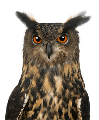 Eurasian Eagle-Owl, Bubo bubo, 15 years old