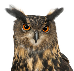 Obraz premium Eurasian Eagle-Owl, Bubo bubo, 15 years old