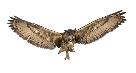 Obraz premium Puchacz zwyczajny, Bubo bubo, 15 lat, latający