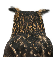 Eurasian Eagle-Owl, Bubo bubo, 15 years old