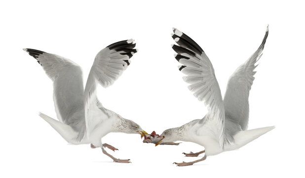 European Herring Gulls, Larus argentatus, 4 years old
