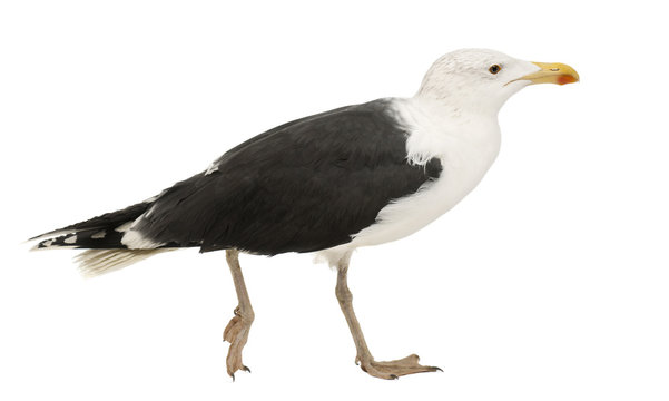 Great Black-backed Gull, Larus marinus, 4 years old