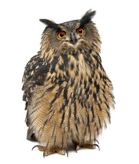 Naklejka premium Eurasian Eagle-Owl, Bubo bubo, 15 years old