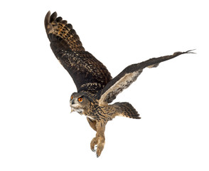 Eurasian Eagle-Owl, Bubo bubo, 15 years old