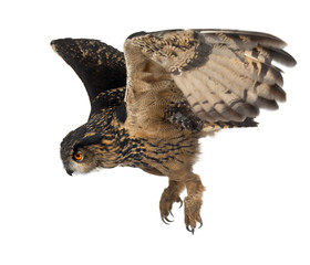 Eurasian Eagle-Owl, Bubo bubo, 15 years old