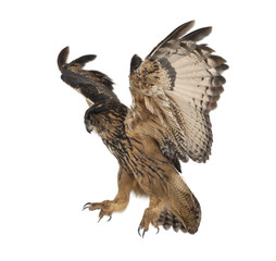 Eurasian Eagle-Owl, Bubo bubo, 15 years old, flying