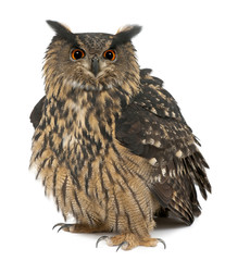 Obraz premium Eurasian Eagle-Owl, Bubo bubo, 15 years old