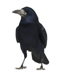 Rook, Corvus frugilegus, 3 years old