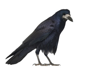 Rook, Corvus frugilegus, 3 years old